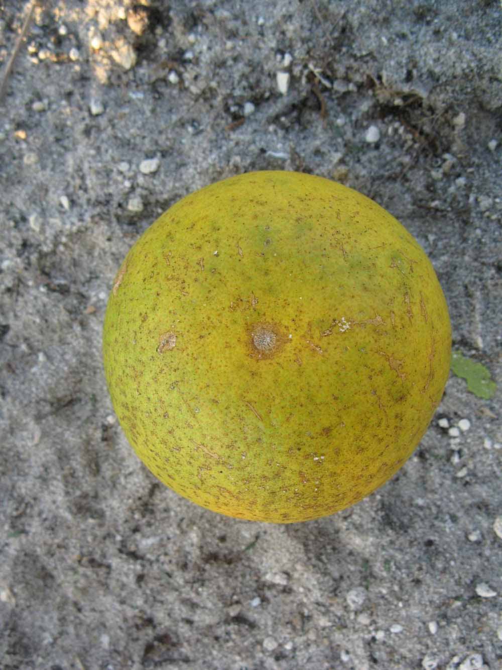              Fruit (Winter Haven, FL)       